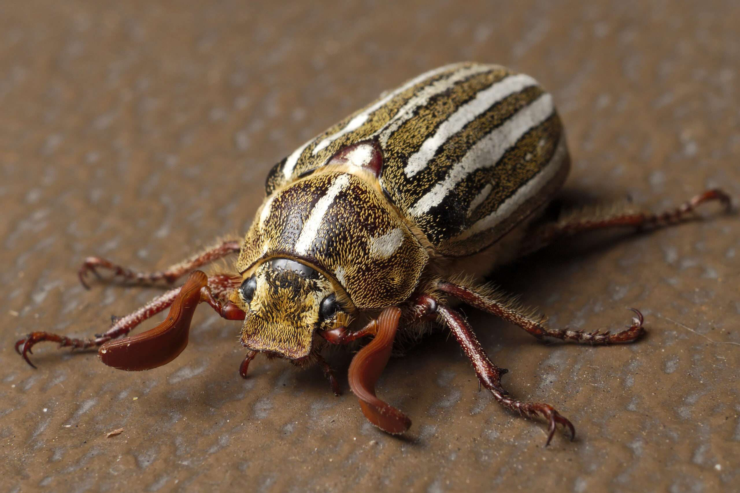 Beetles