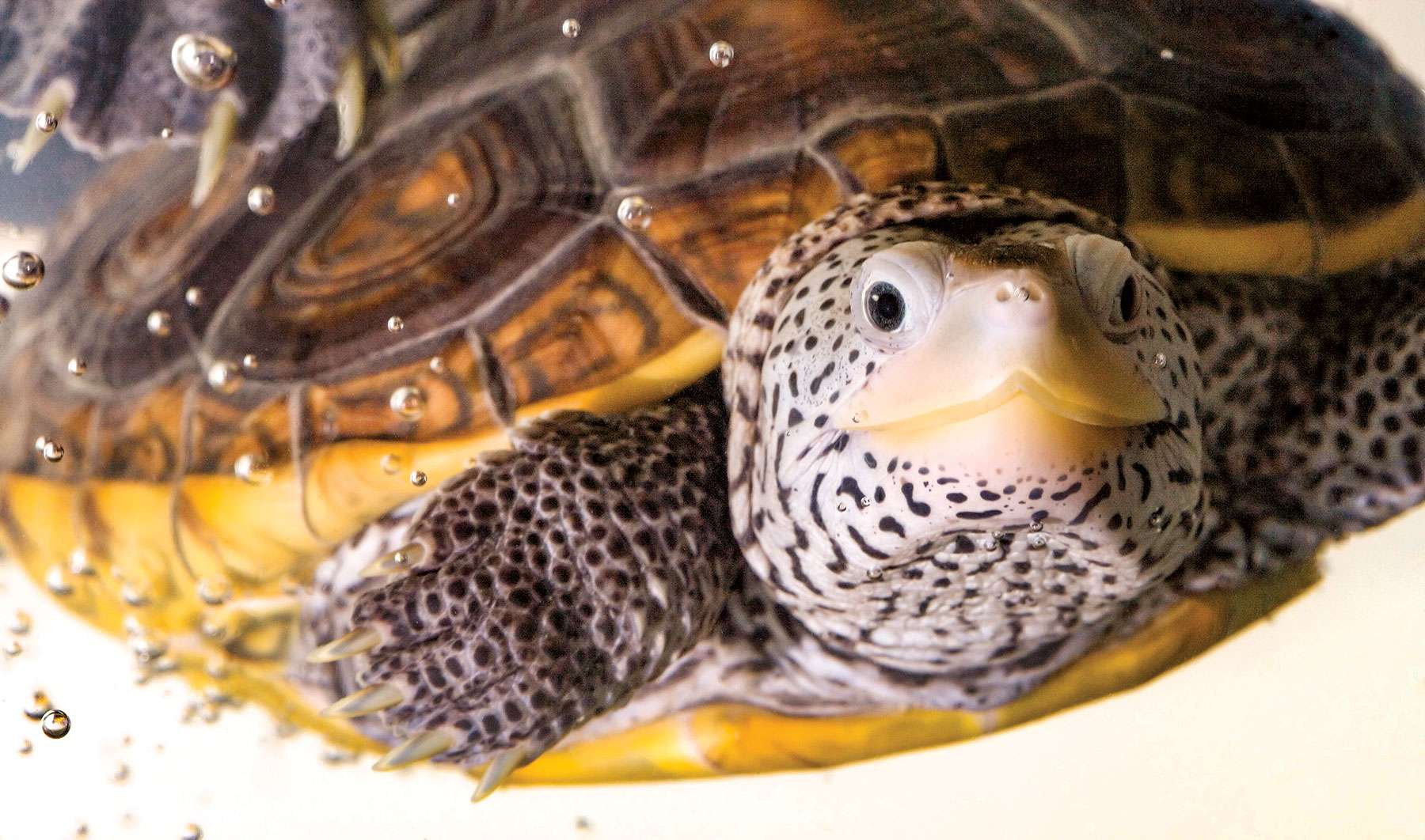 Diamondback Terrapin