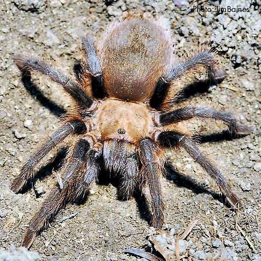 Texas Brown Tarantula