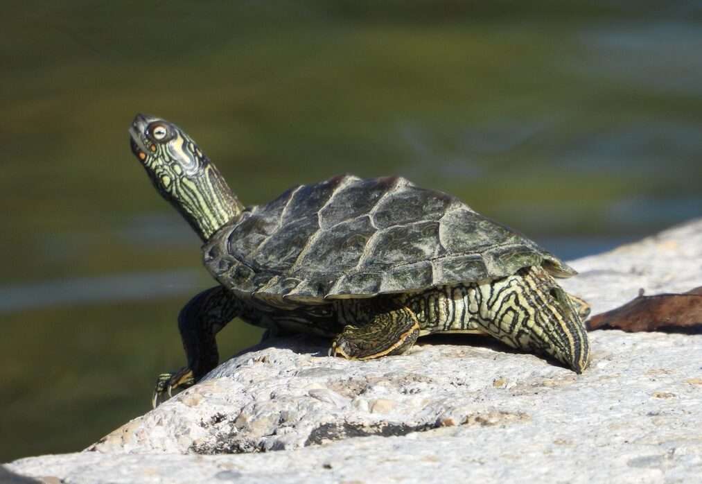 Texas Map Turtle