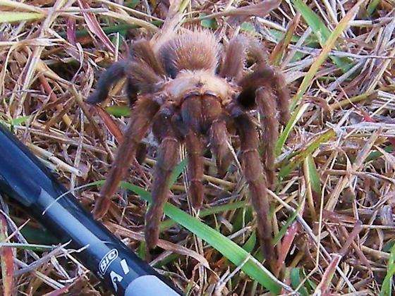 Texas Tan Tarantula