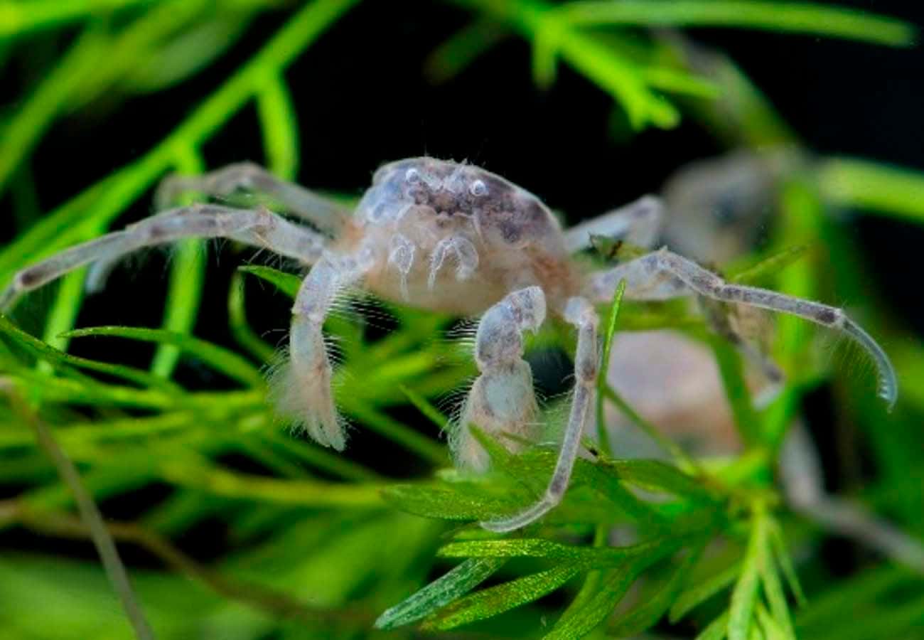 Thai Micro Crab