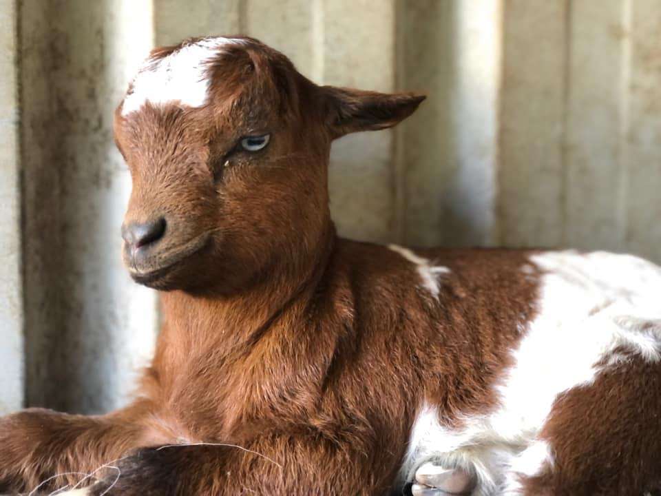 The Australian Miniature Goat Breed