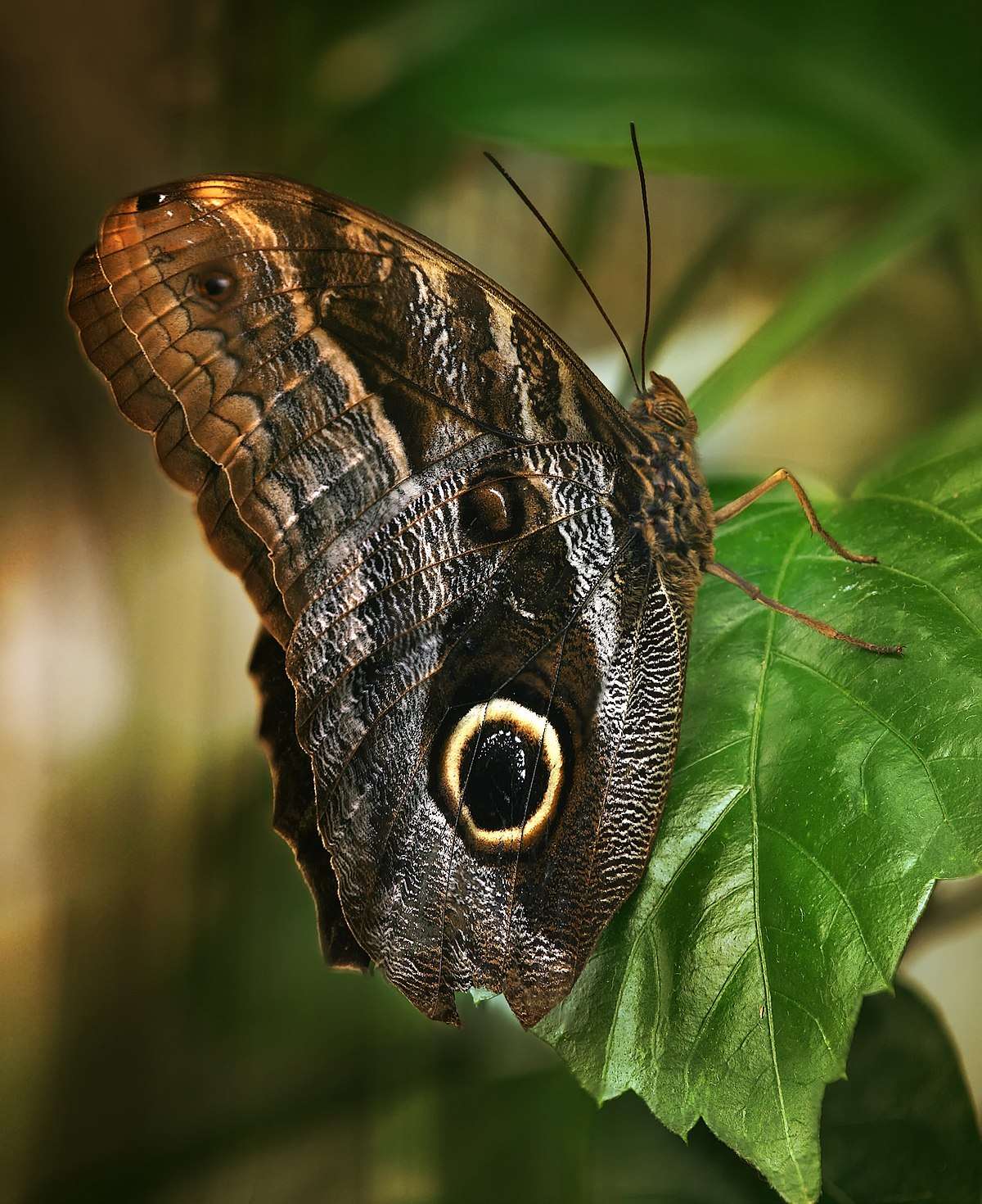 The Forest Giant Owl Butterfly
