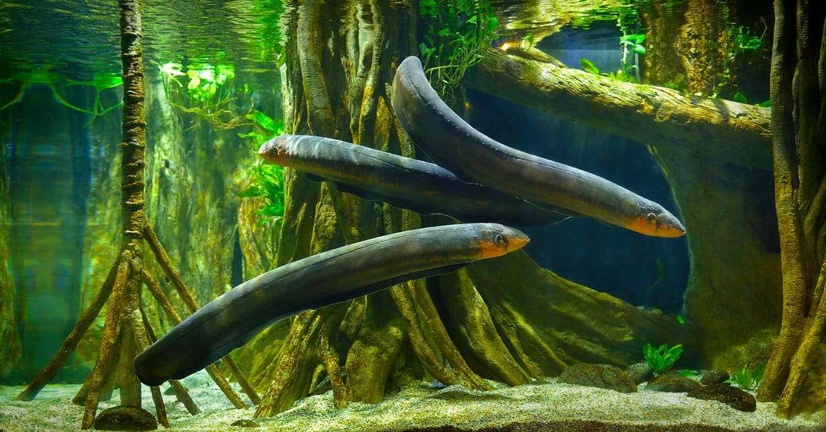 Electric Eel