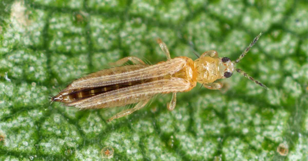 Thrips