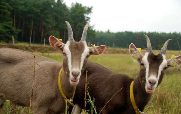 Thuringian Goat