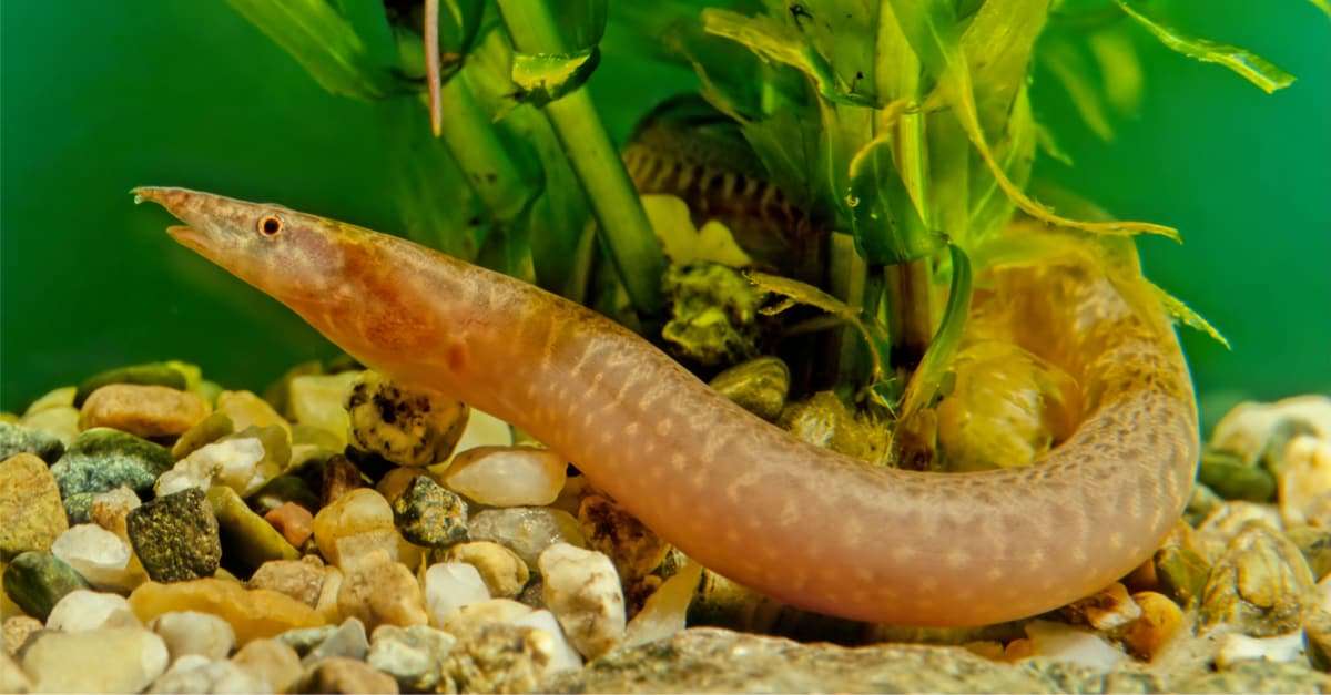 Tire Track Eel