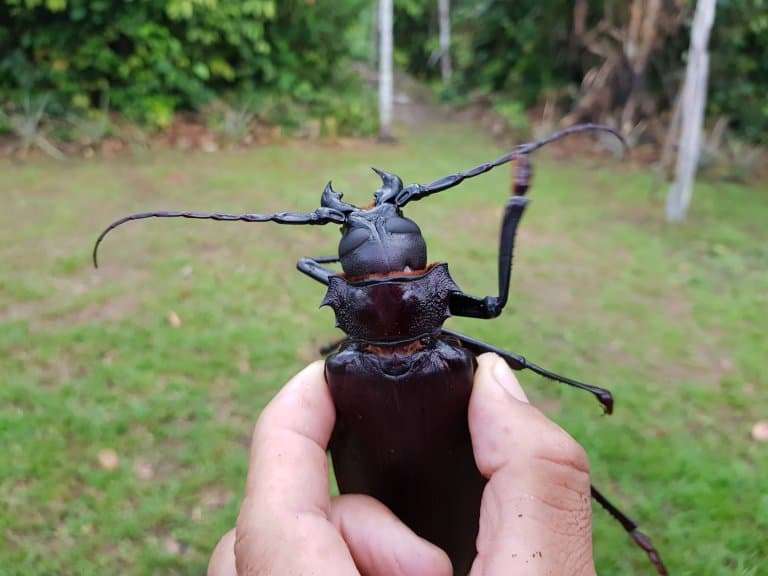 Titan Beetle