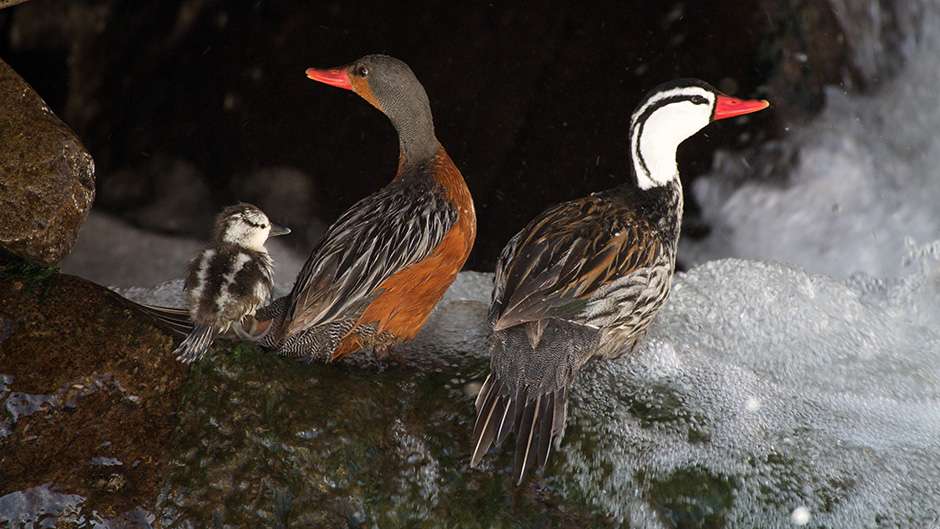 Torrent Duck