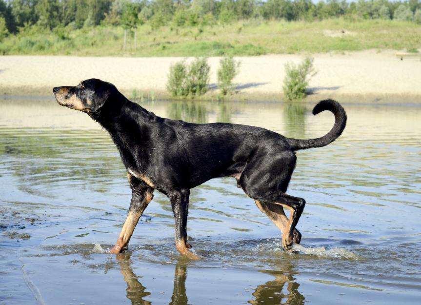 Transylvanian Hound