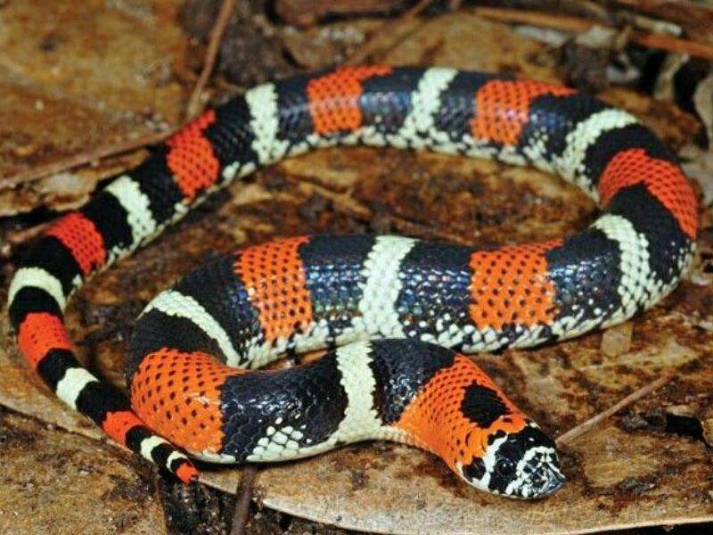 Tri-Color Hognose