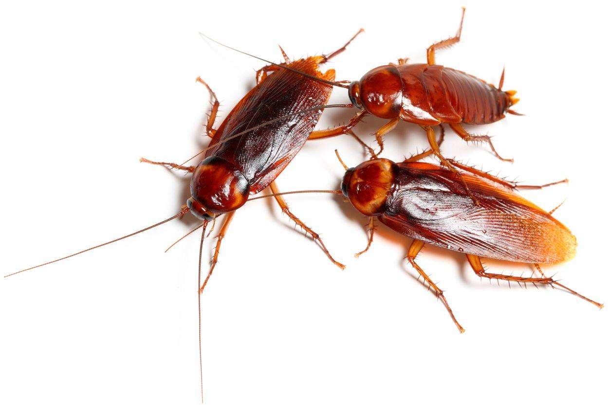 Turkestan Cockroach