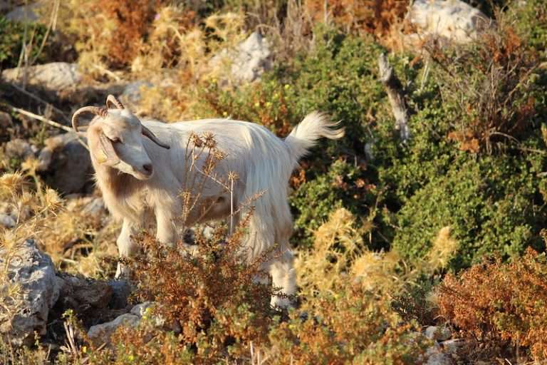 Turkish Hair Goat