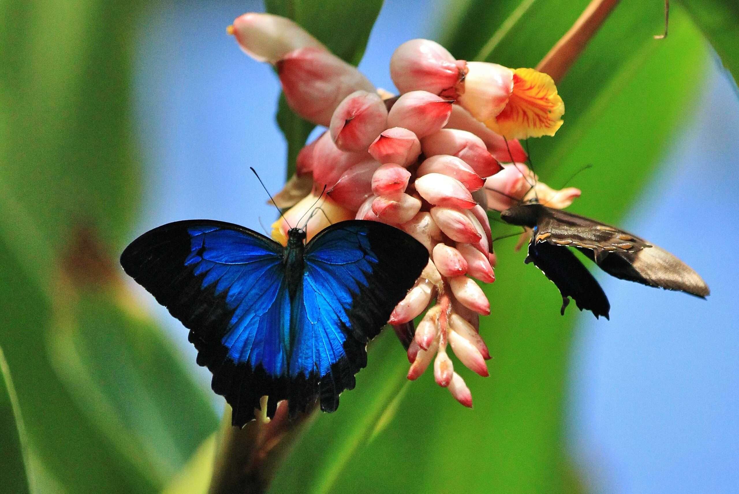 Ulysses Butterfly