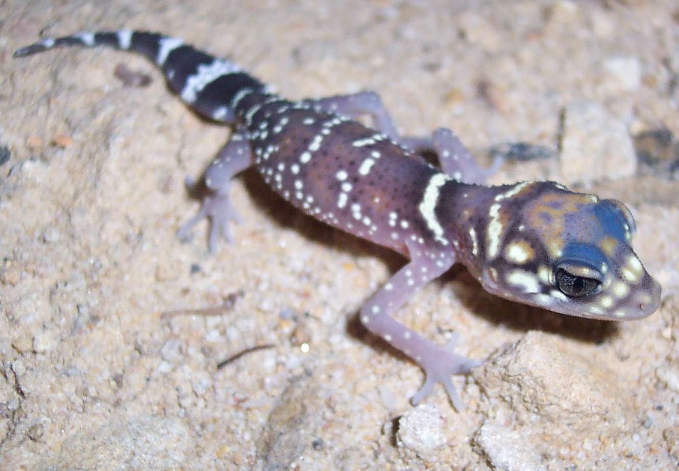 Underwoodisaurus Gecko