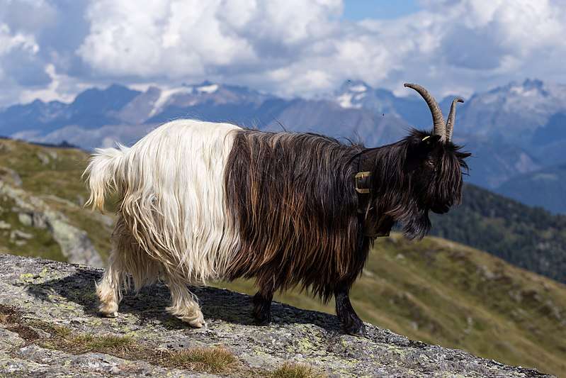 Valais Blackneck Goat