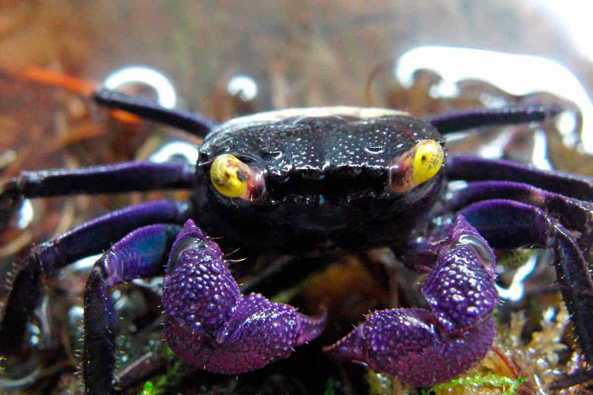 Vampire Crab