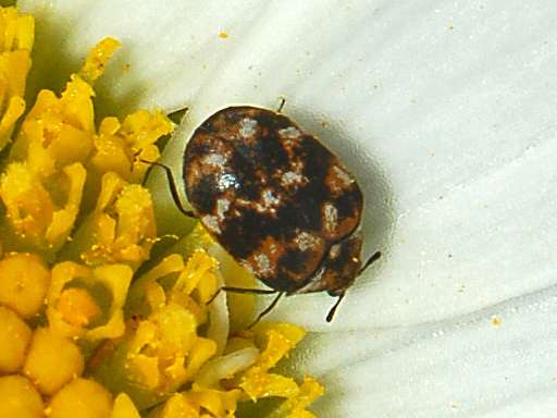 Varied Carpet Beetle