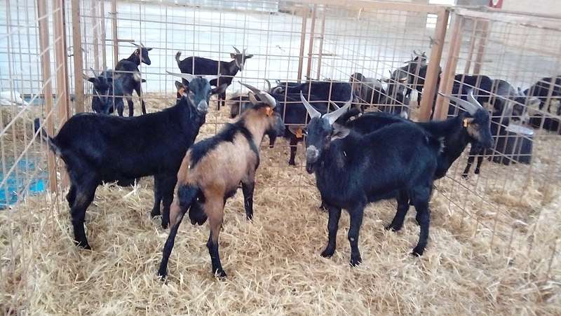 Verata Goat