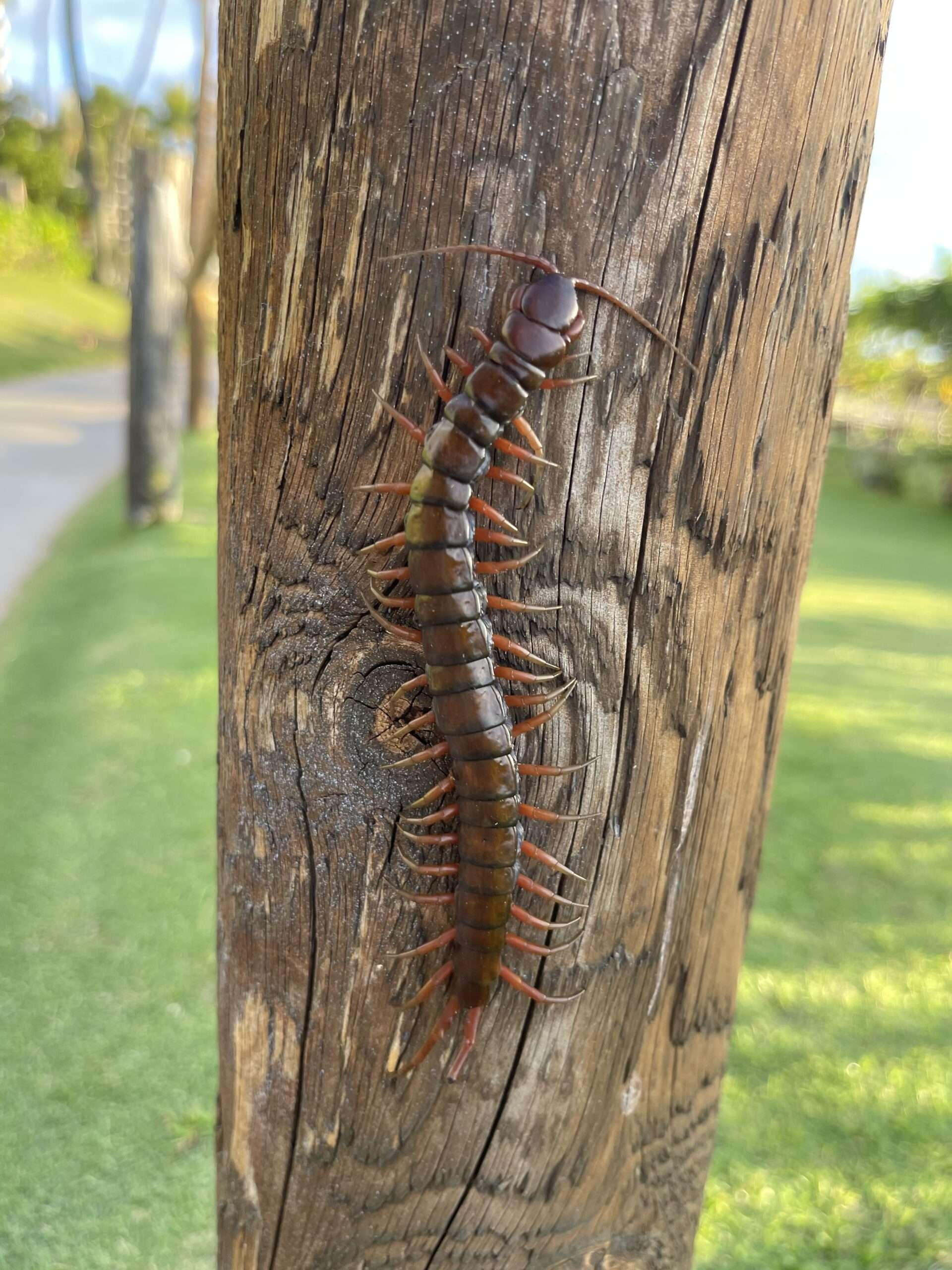 Vietnamese Centipede