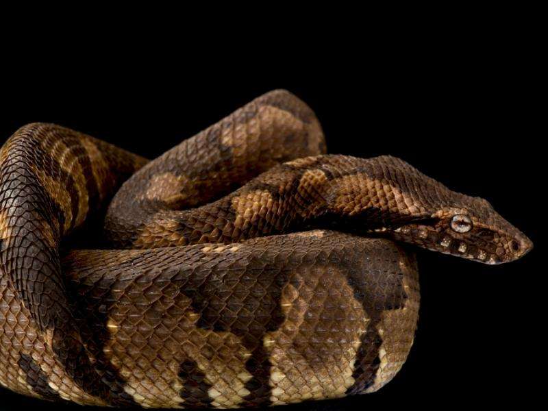 Viper Boa
