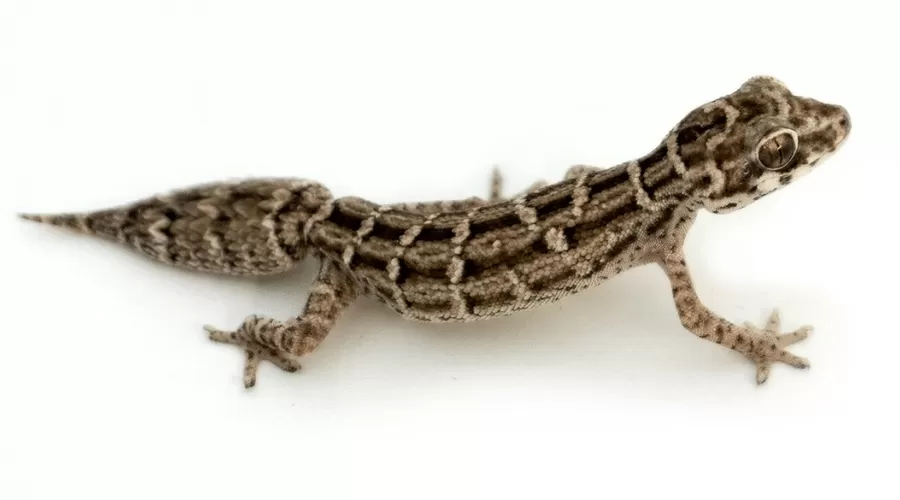 Viper Gecko