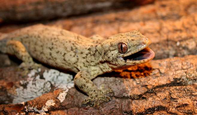 Wahlberg's Velvet Gecko