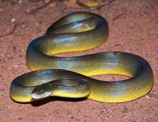 Water Python
