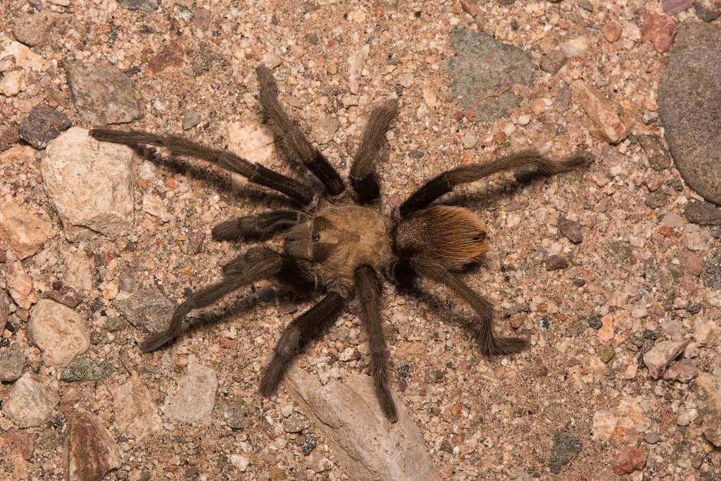 Western Desert Tarantula