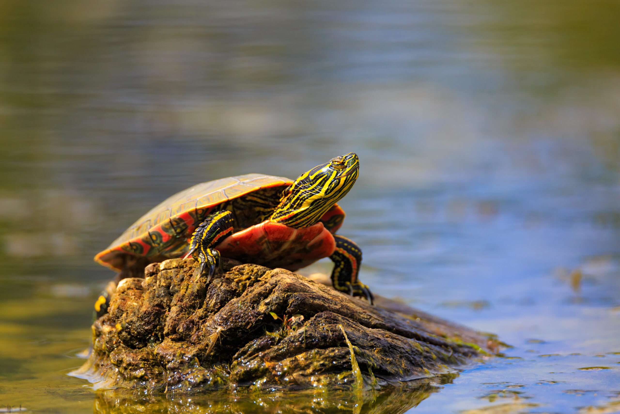 Western Painted Turtle