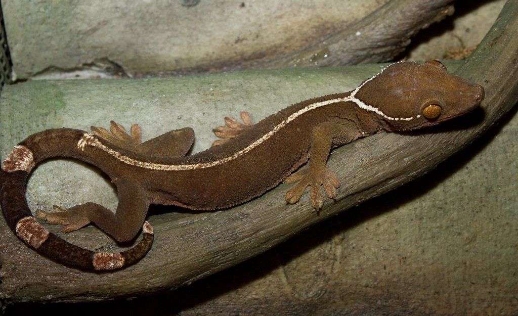 White-Lined Gecko