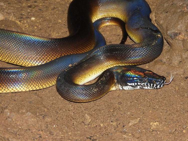 White-Lipped Python