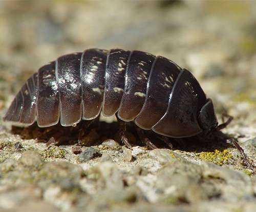 Woodlouse