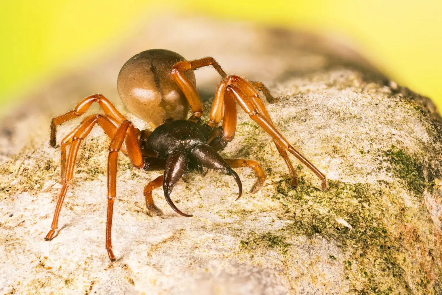 Woodlouse Spider