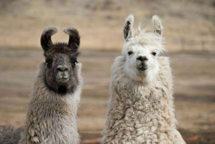 Wooly Llama
