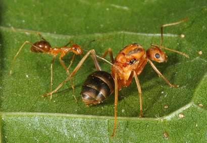 Yellow Crazy Ant