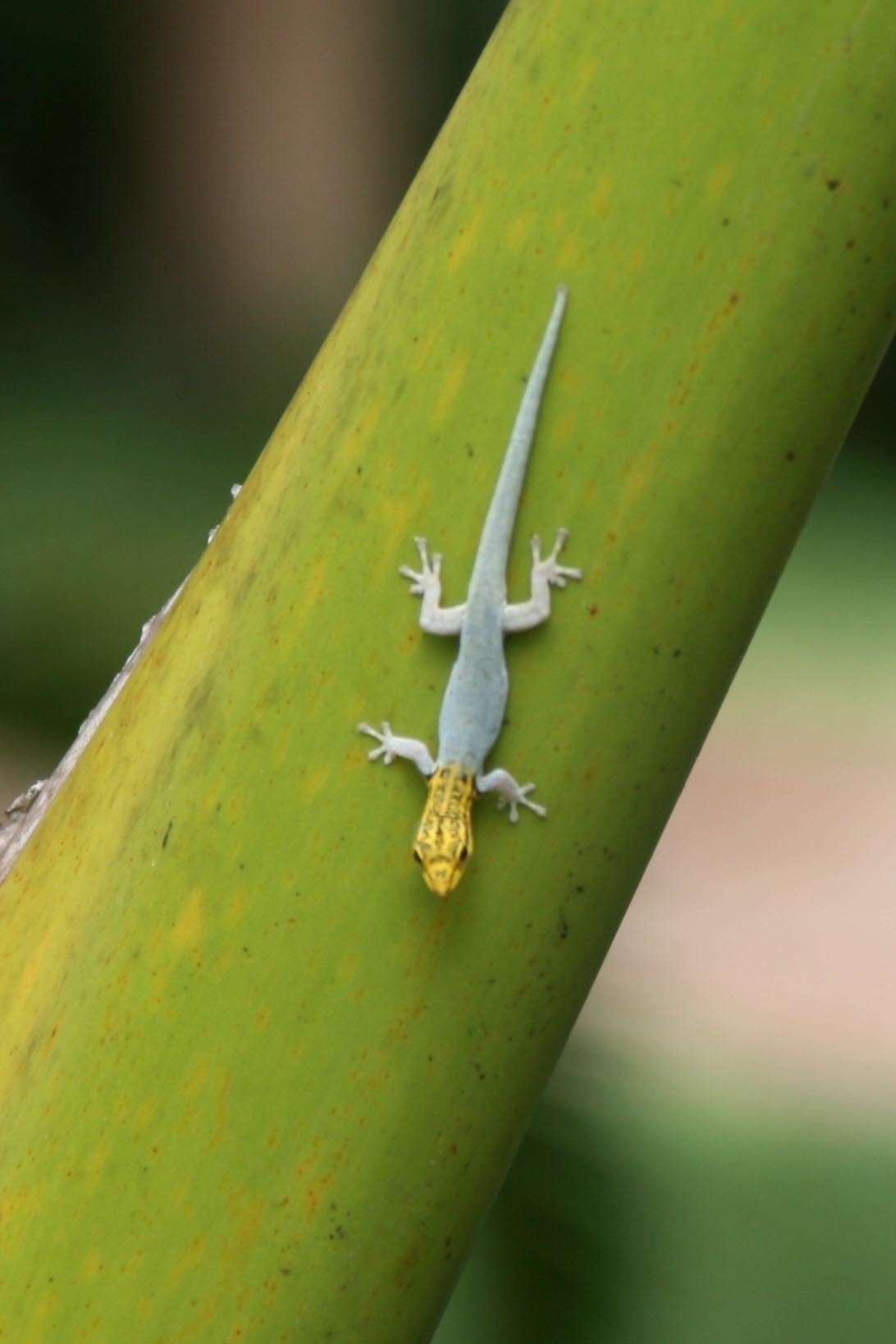 Yellow Headed Dwarf Gecko
