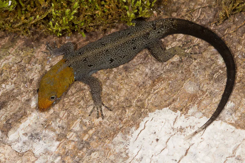 Yellow-Headed Gecko