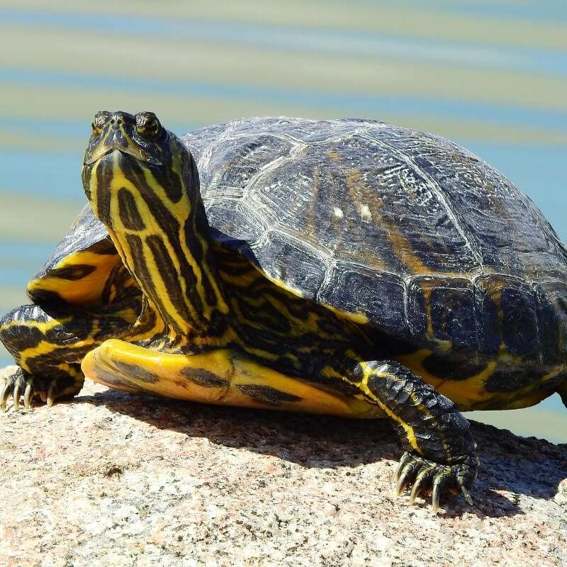 Yellow Bellied Turtle