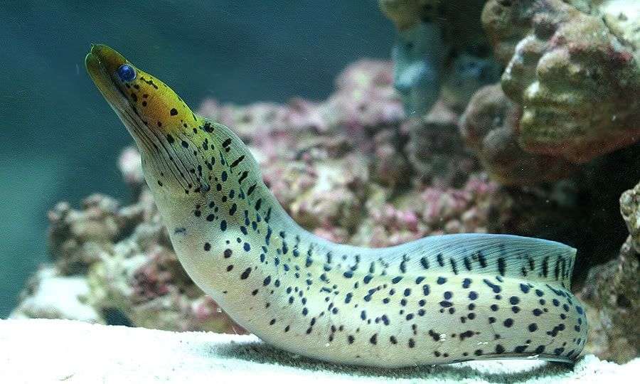 Yellow head Moray Eel