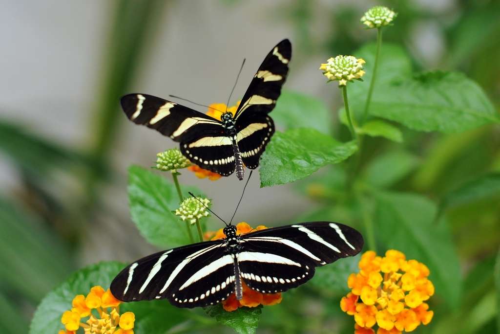 Zebra Longwing Butterfly