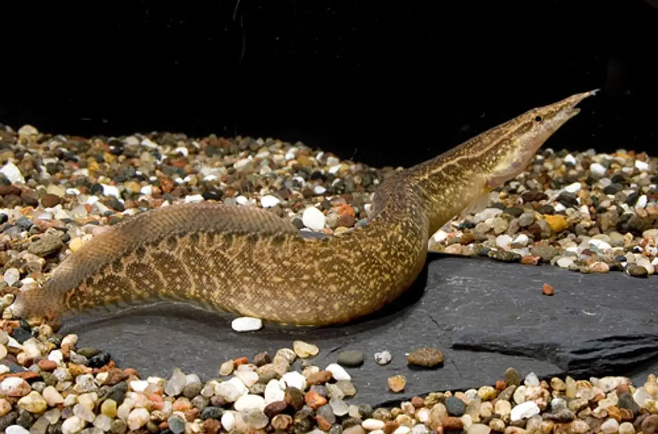 Zig Zag Eel