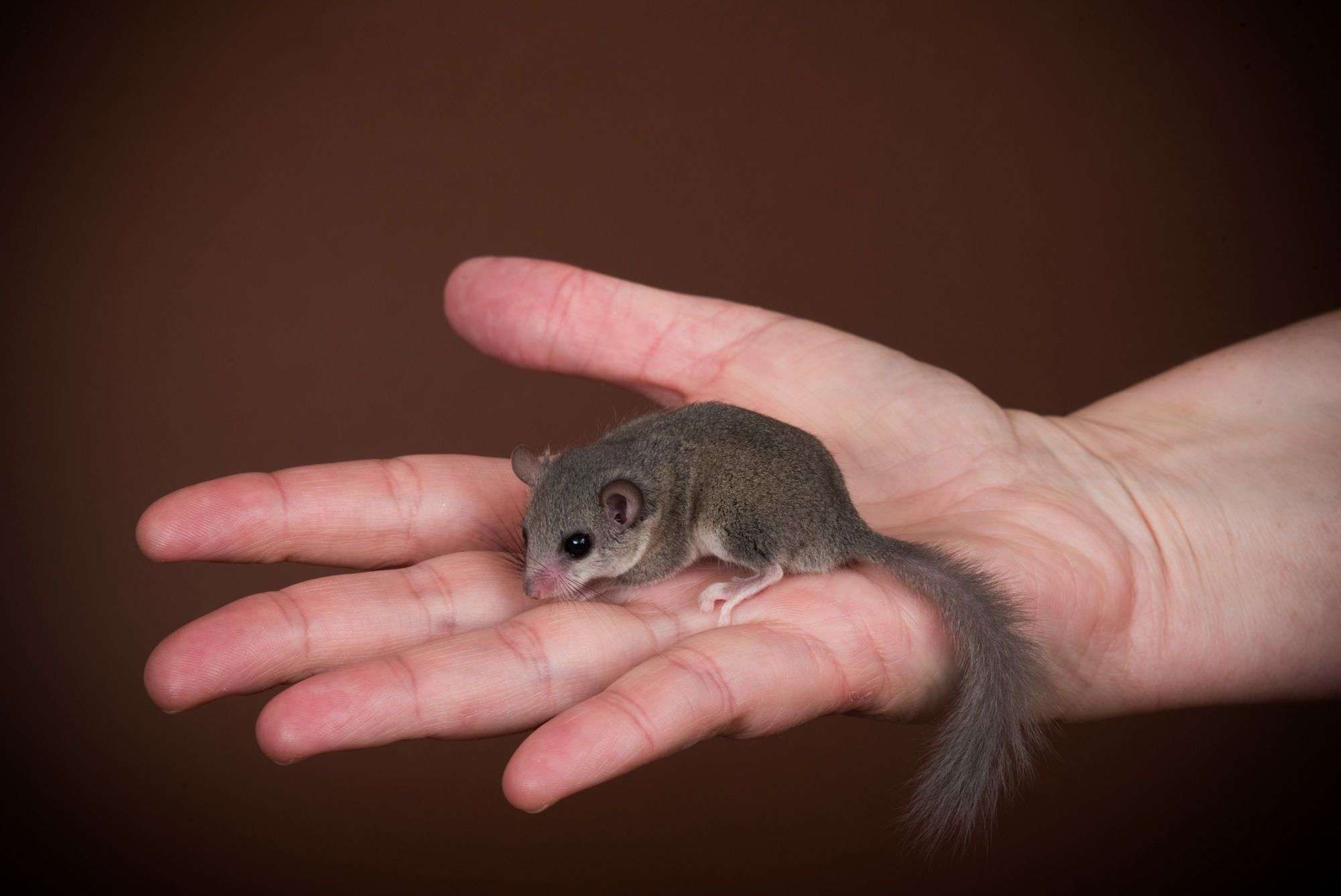 African Dormouse