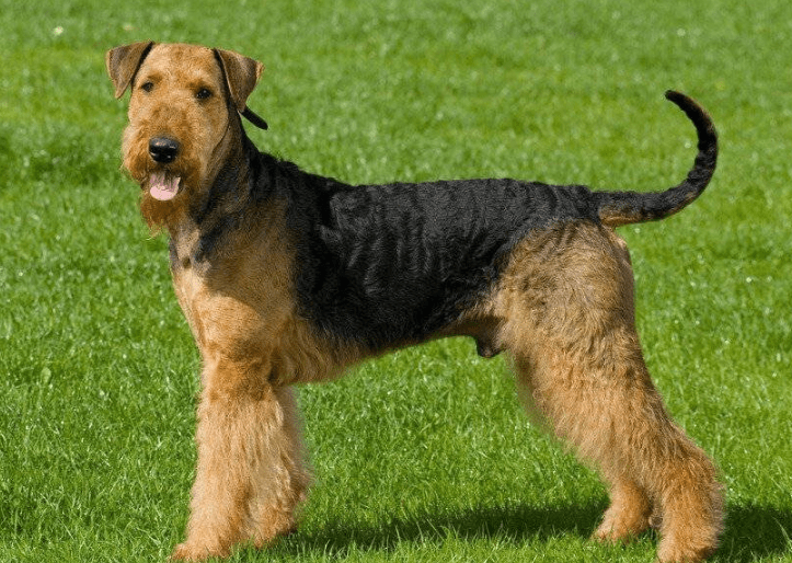 Airedale Terrier