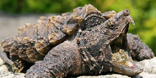 Alligator Snapping Turtle