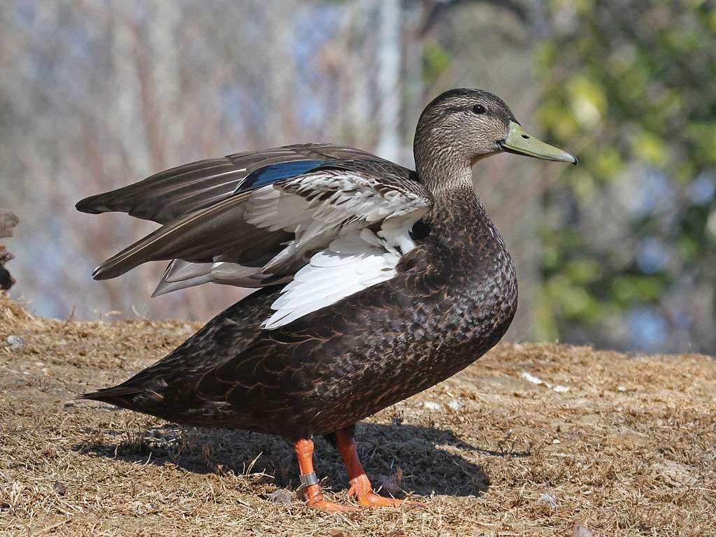 American Black Duck