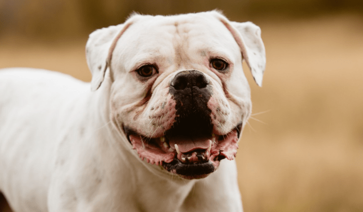 American Bulldog