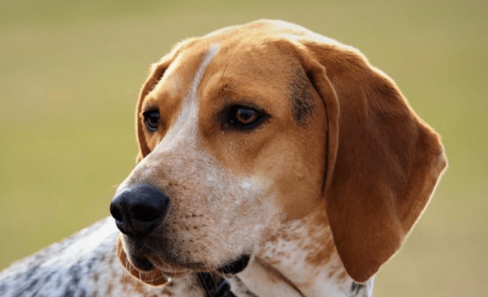 American English Coonhound