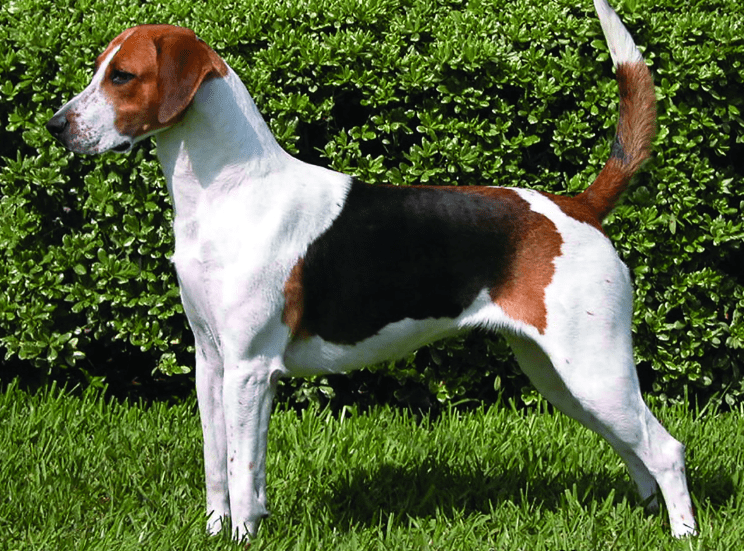 American Foxhound
